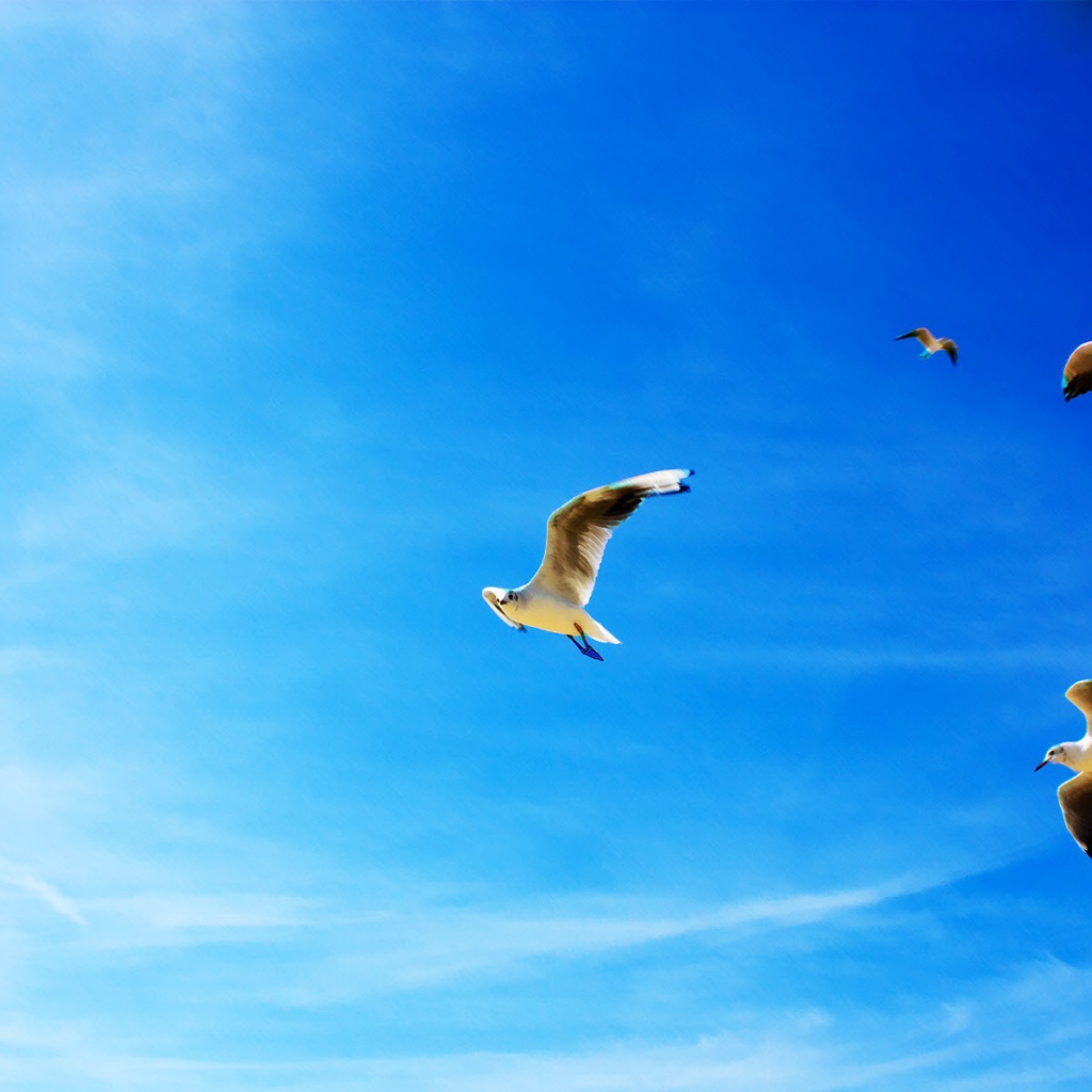Полет чаек 