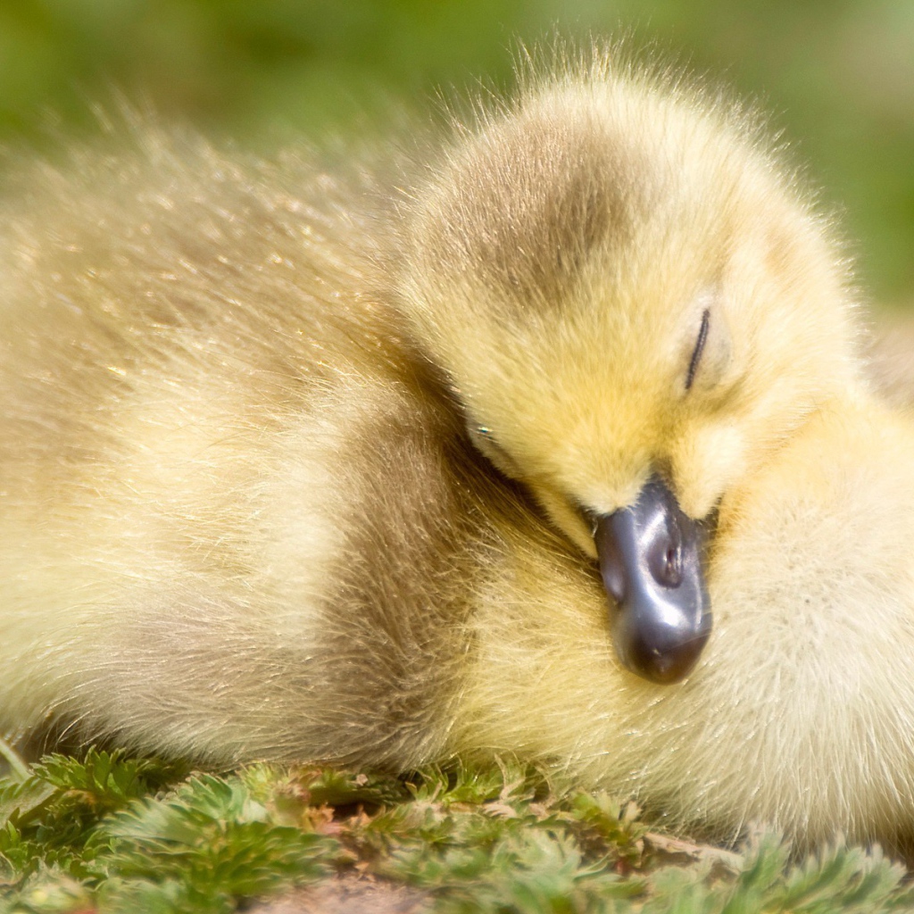 Спящий утенок