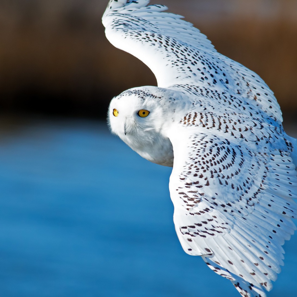 Белая сова