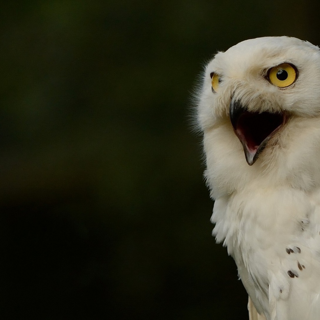 Крик белой совы