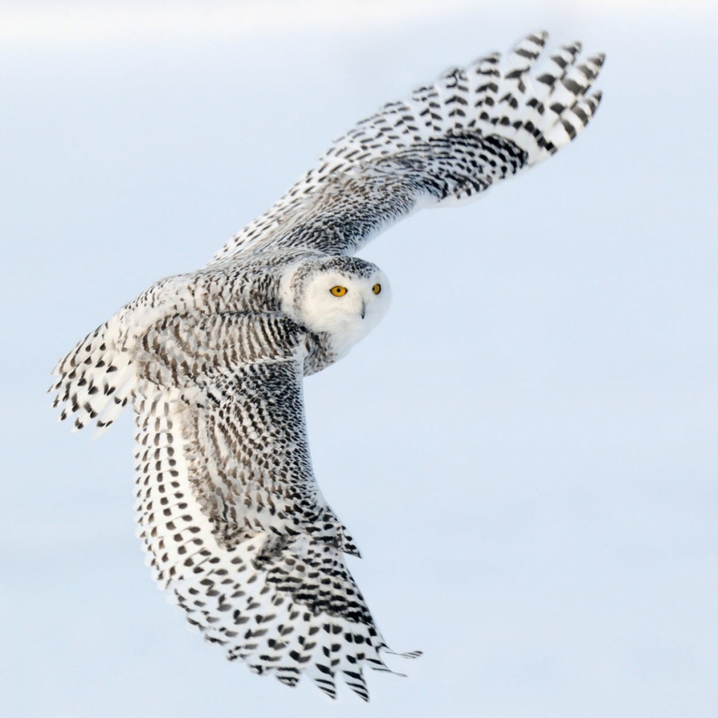 Снежная сова