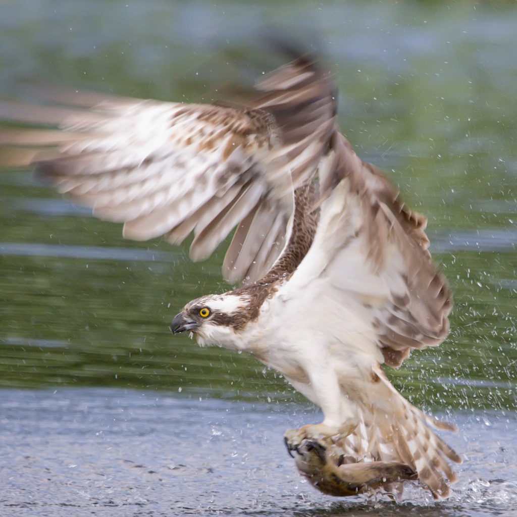 Сокол схватил рыбу