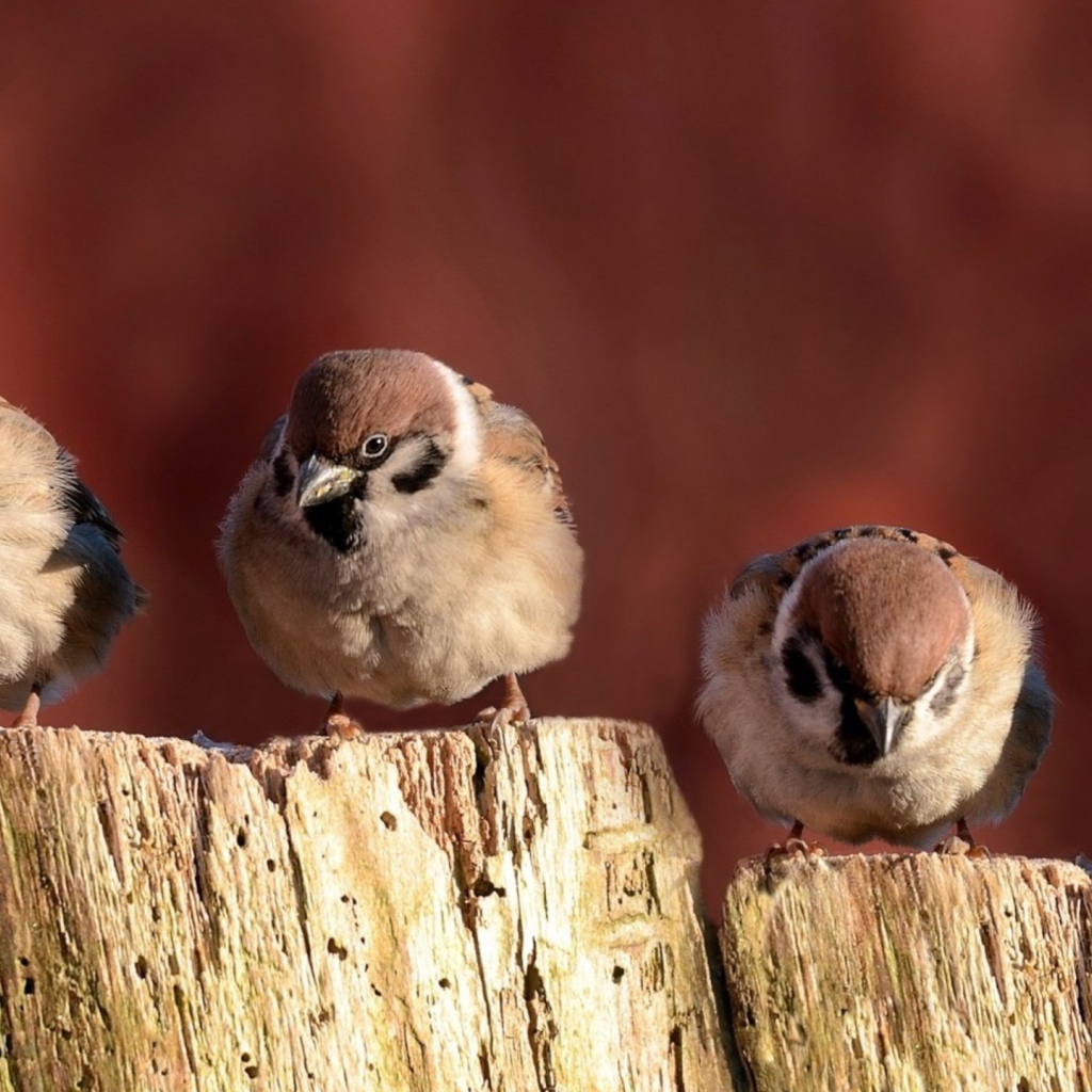 Воробьи сидят на заборе