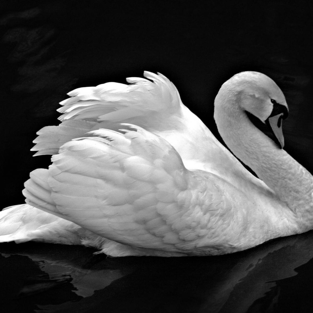 Лебедь невероятной красоты