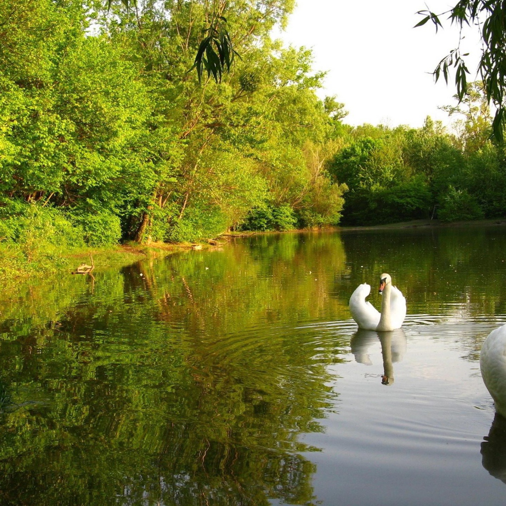 Лебединое озеро