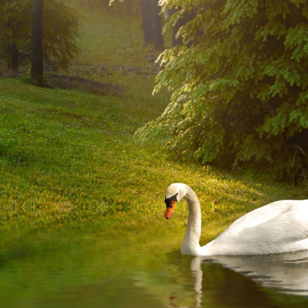 Лебедь у берега