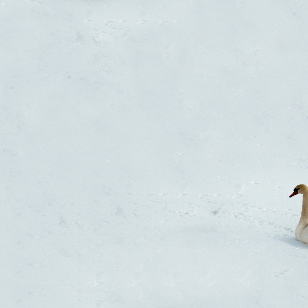 Лебедь на снегу