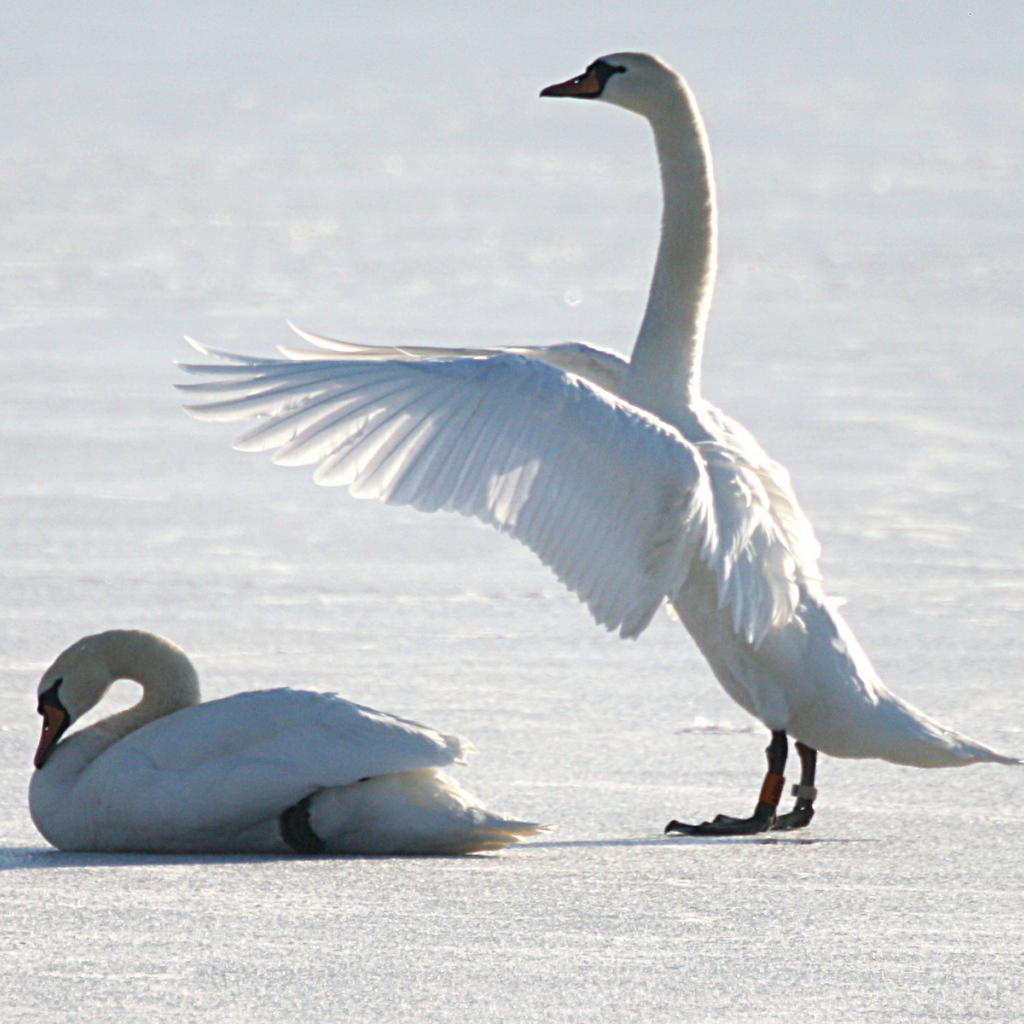 Лебеди на снегу