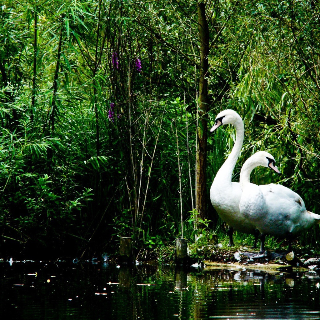 Лебеди на берегу озера