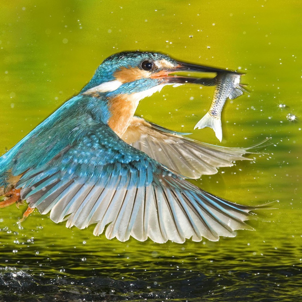 Птица поймала рыбу