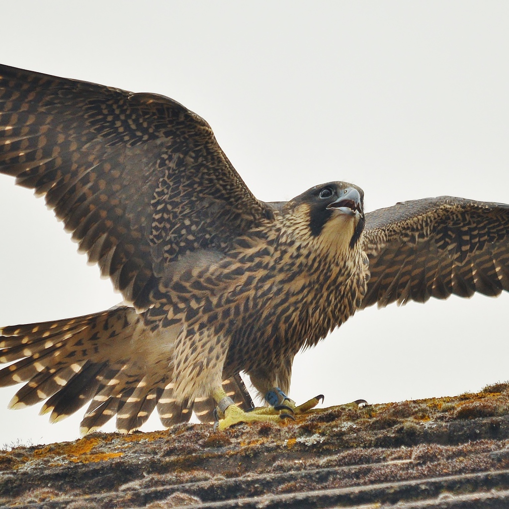 Птица расправила крылья