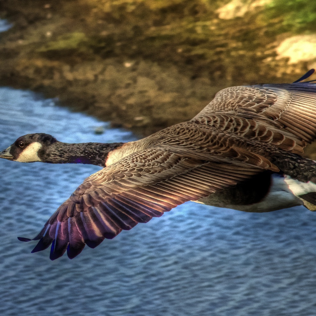 Утка в полете