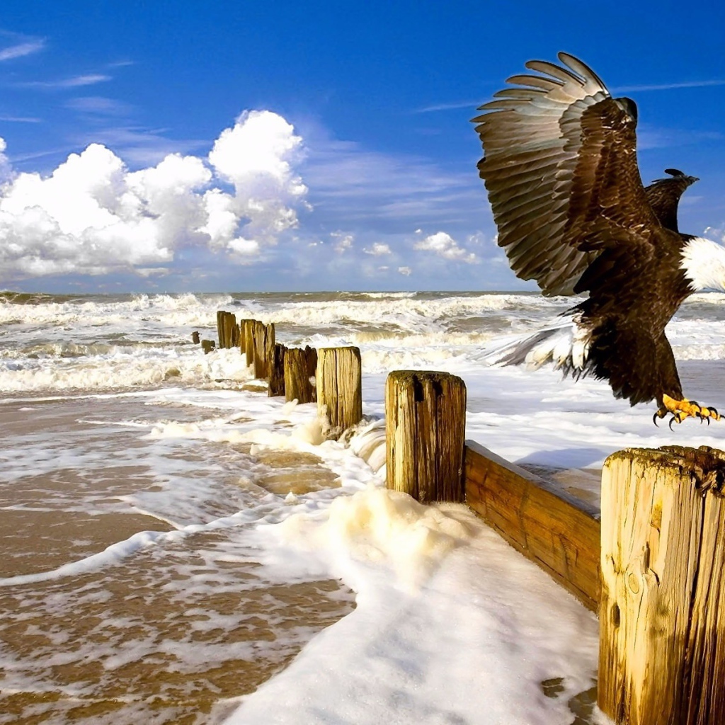 Орел садится на столб