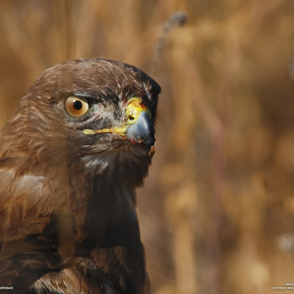 Голова орла