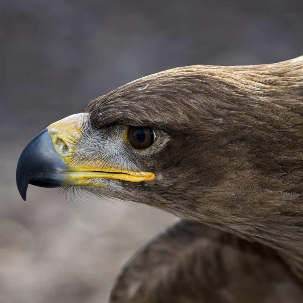 Голова орлана