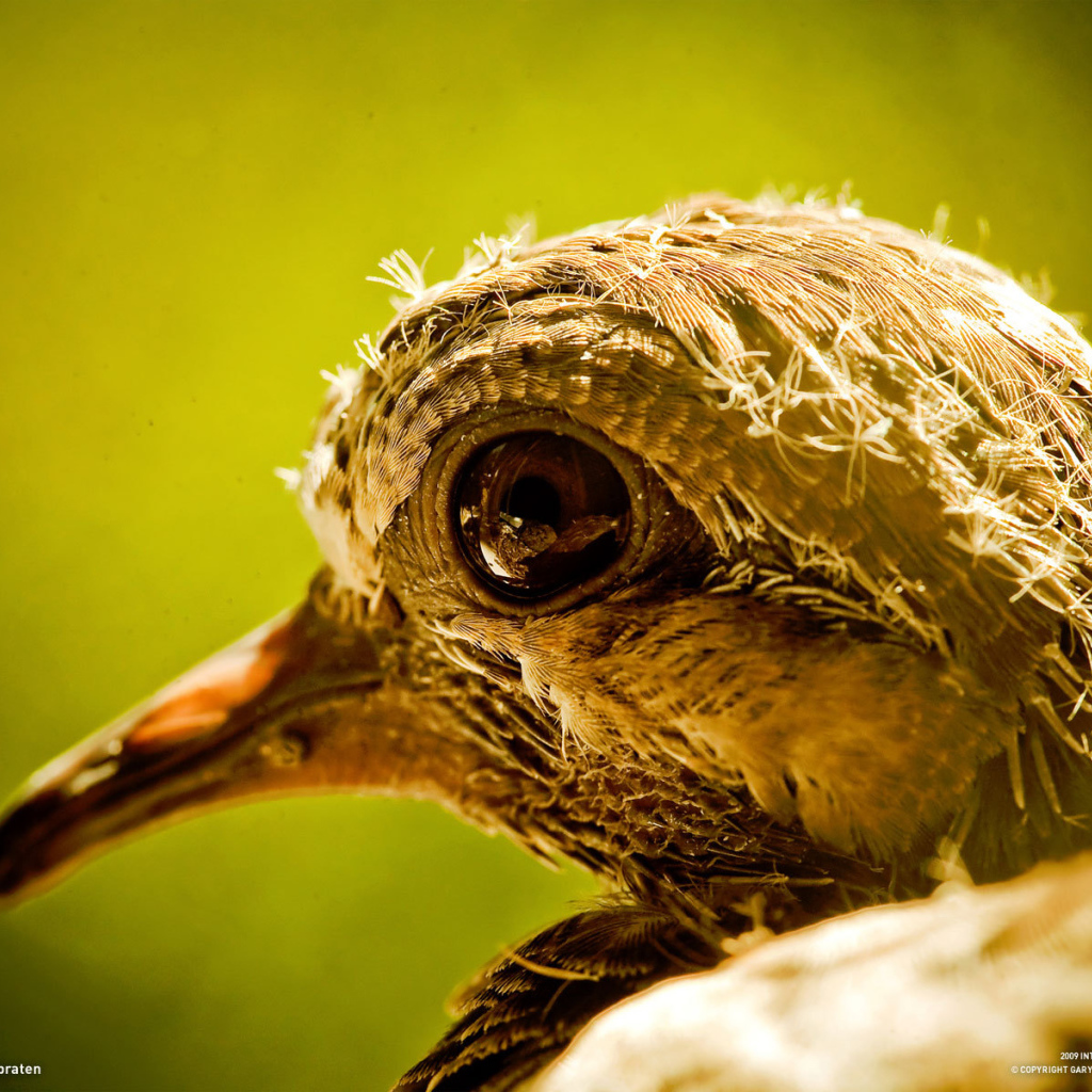 Голова новорожденного птенца
