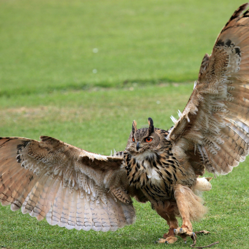 Размах крыльев у совы
