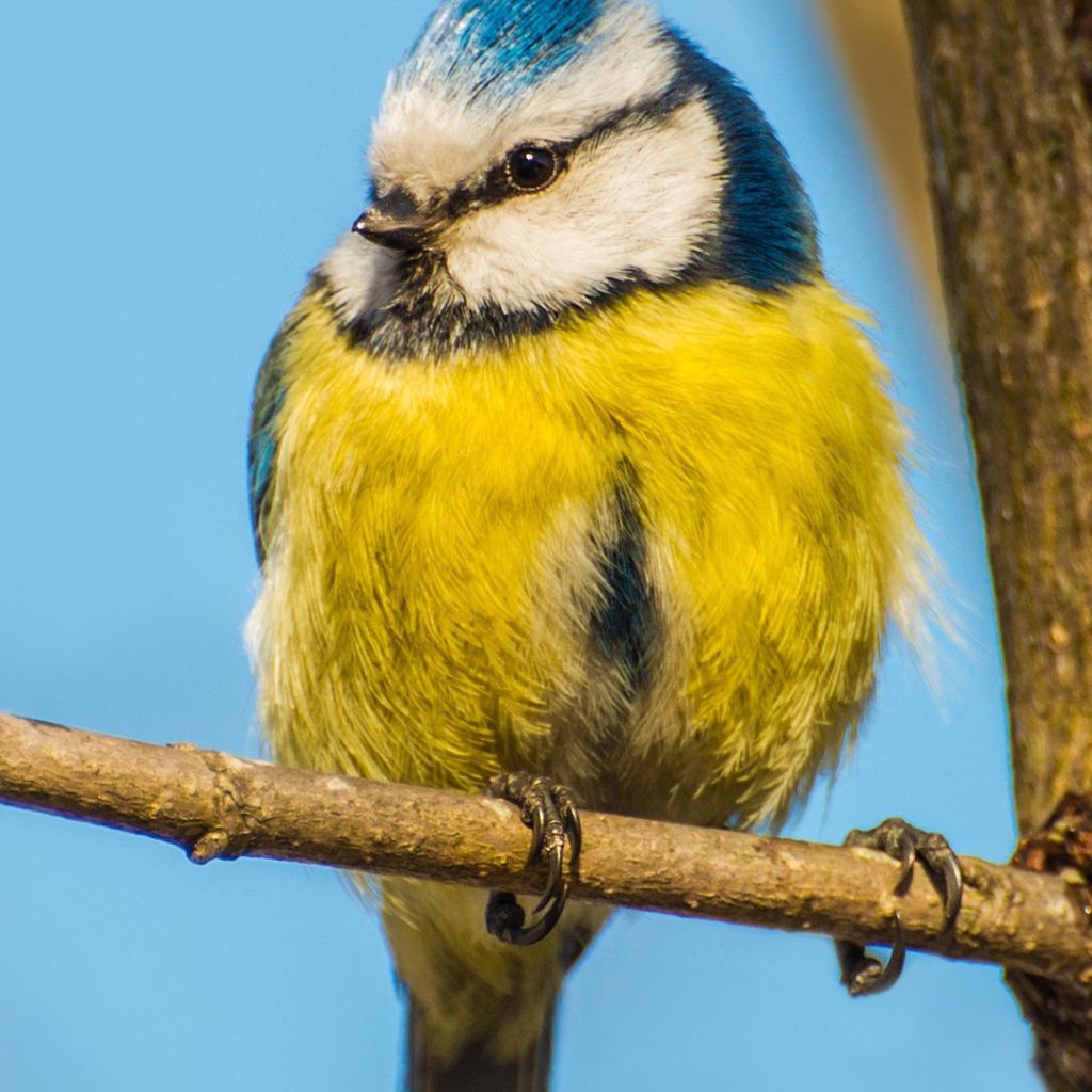 Синица сидит на ветке