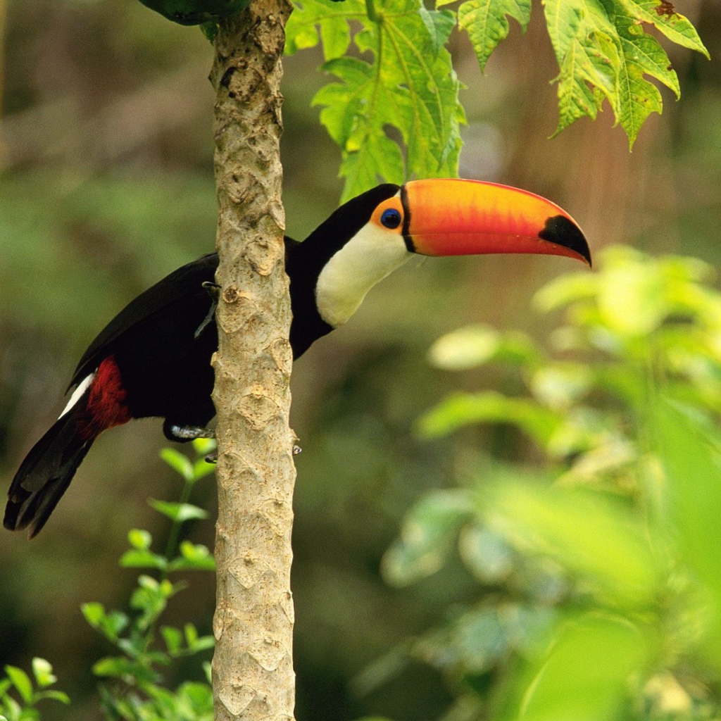 Тукан в тропическом лесу