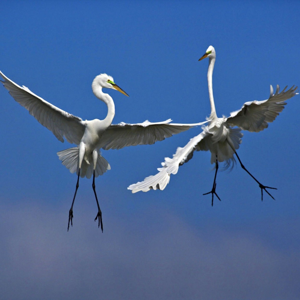 Две птицы в воздухе