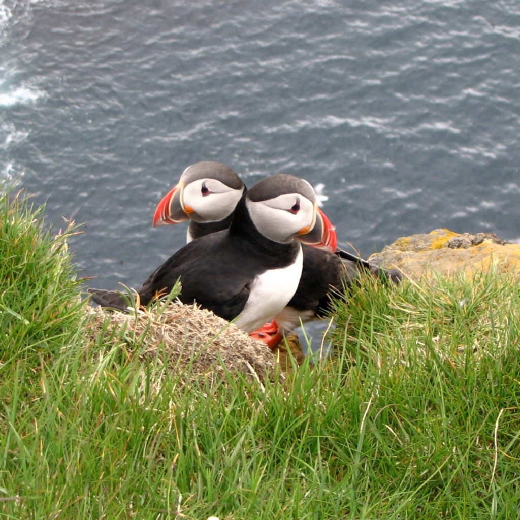 Две птицы в траве