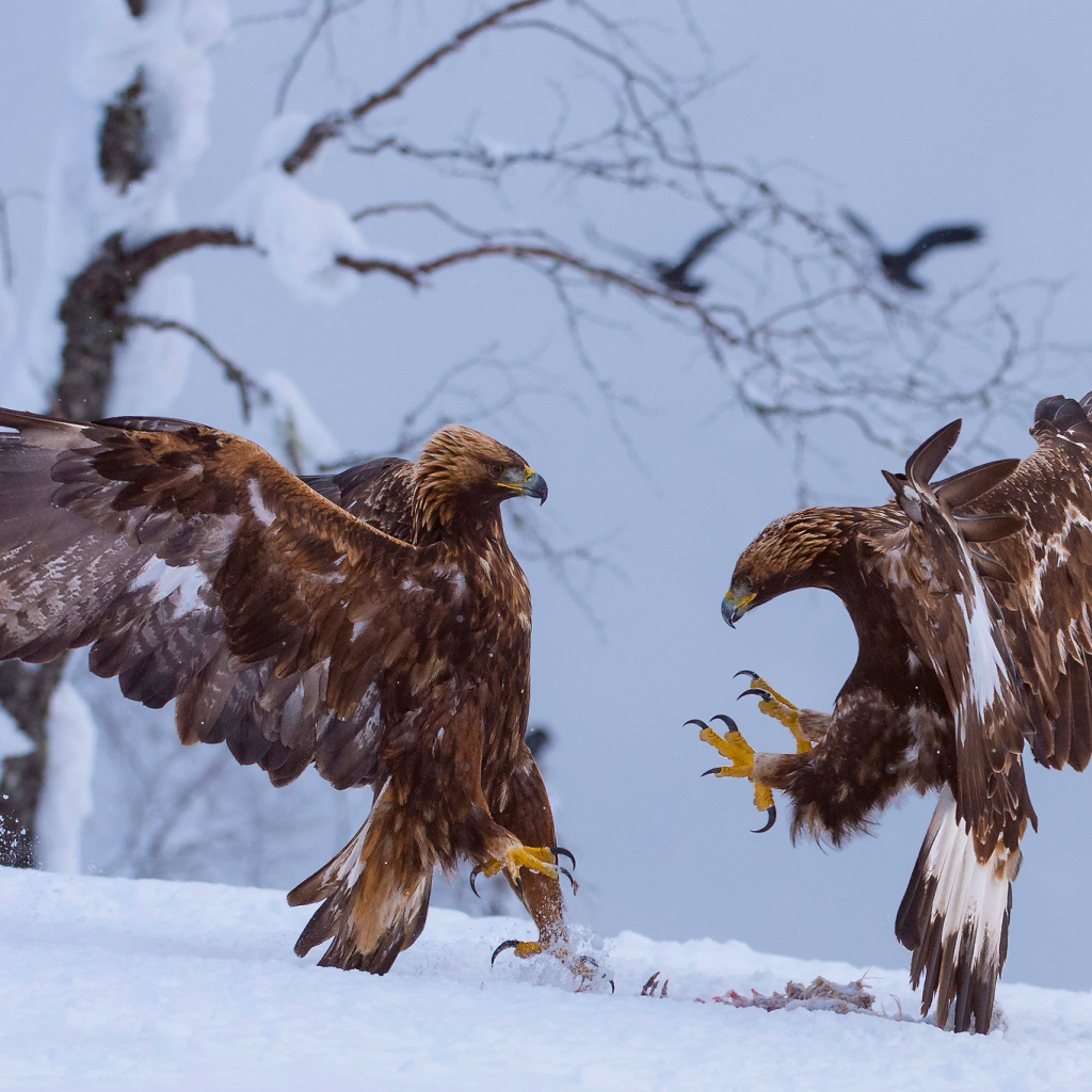 Две птицы зимой