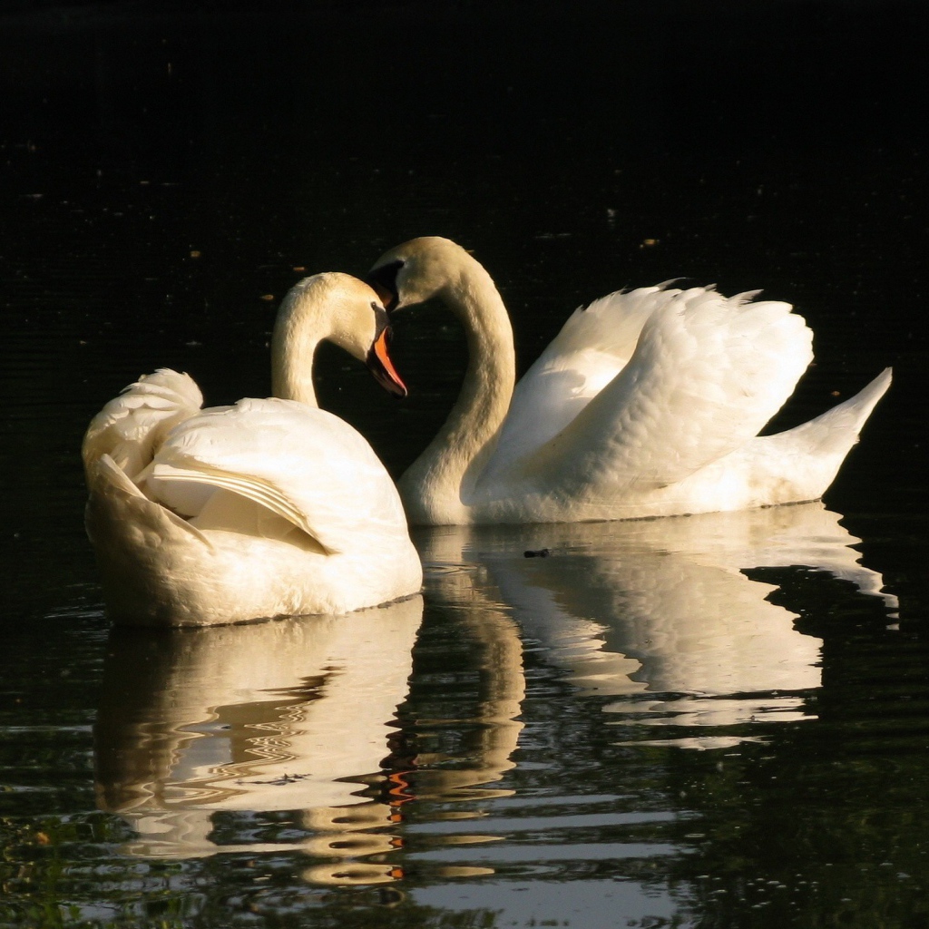 Два лебедя на воде