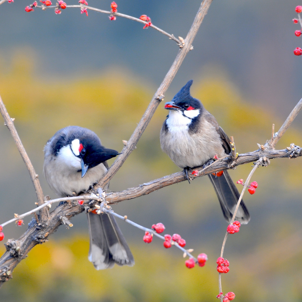 Необычные птицы на дереве