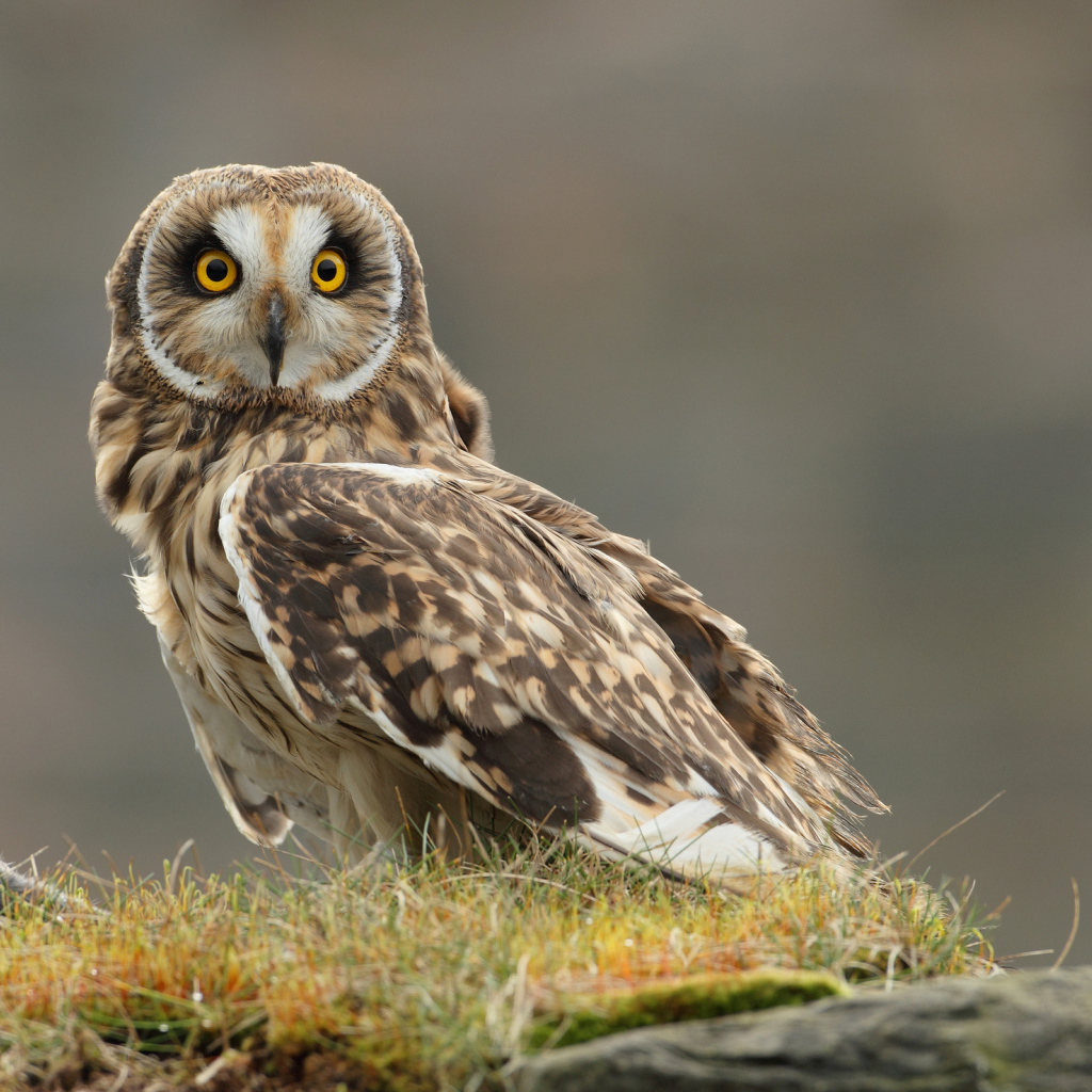 Настороженная сова на траве