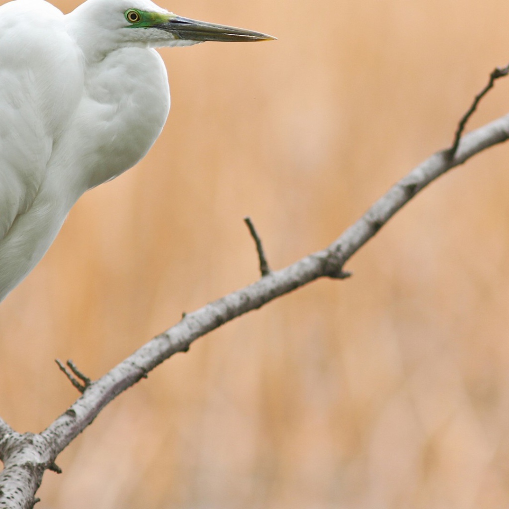 Белая птица