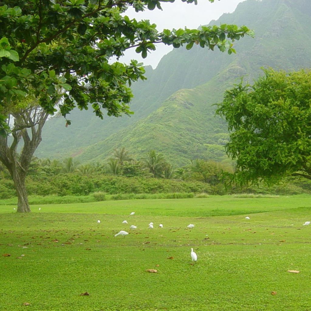 Белые птицы под деревьями
