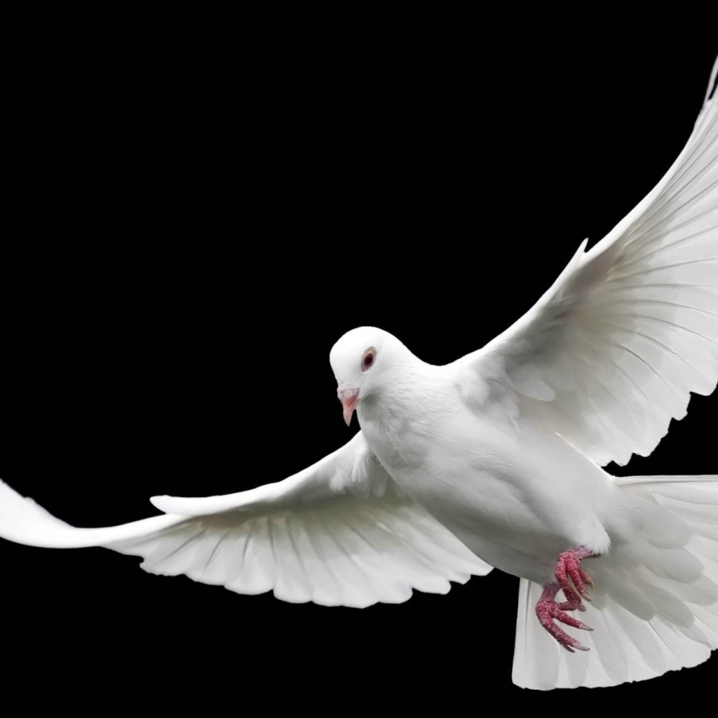 Белый голубь мира
