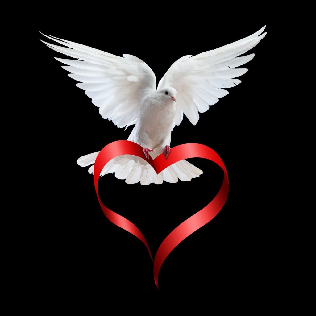 Белый голубь с сердечком