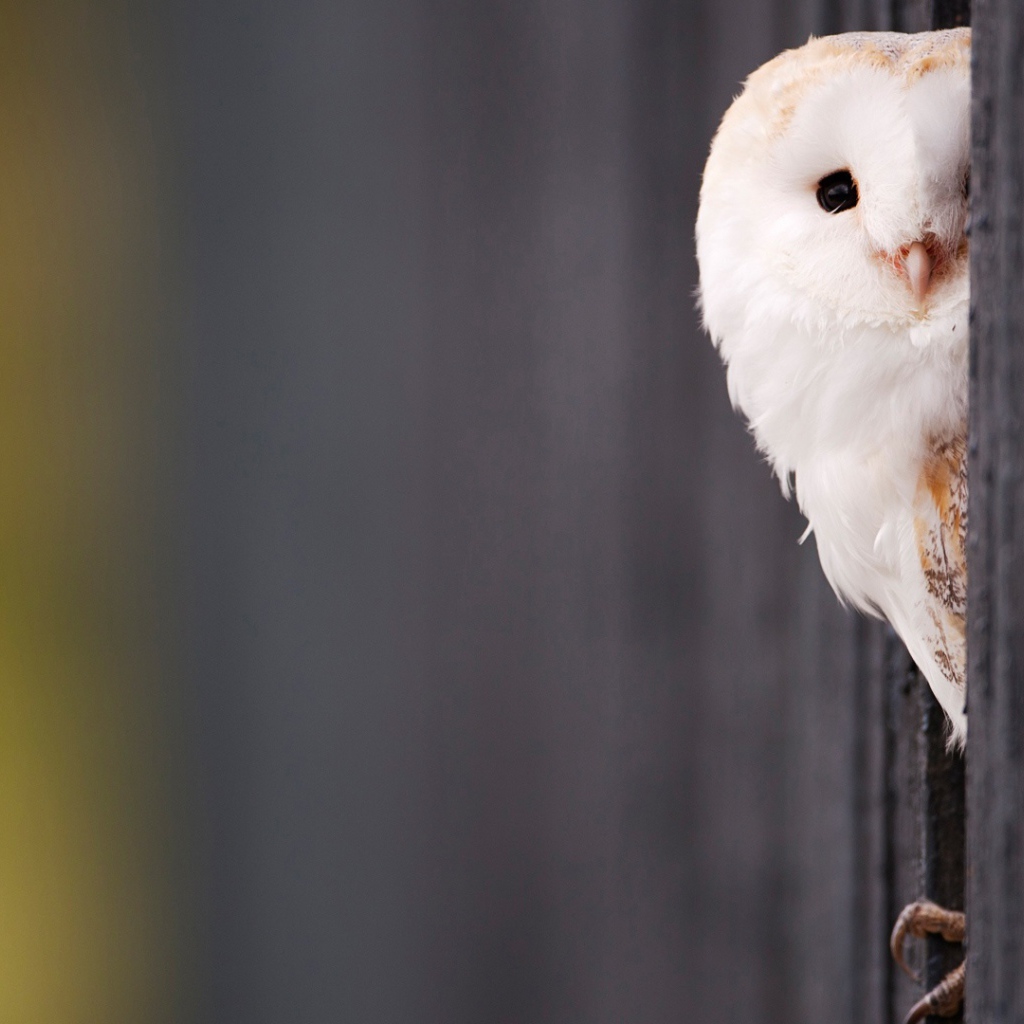 Красивая белая сова