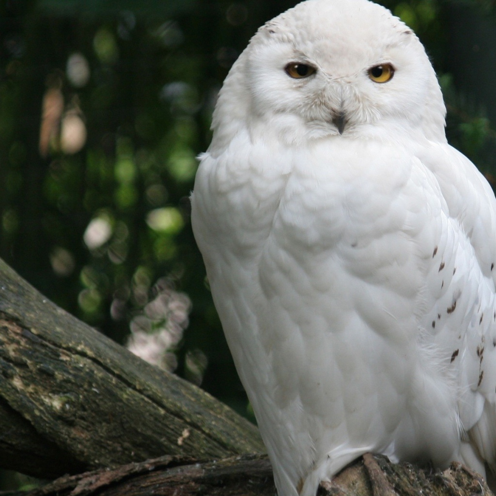 Белая сова