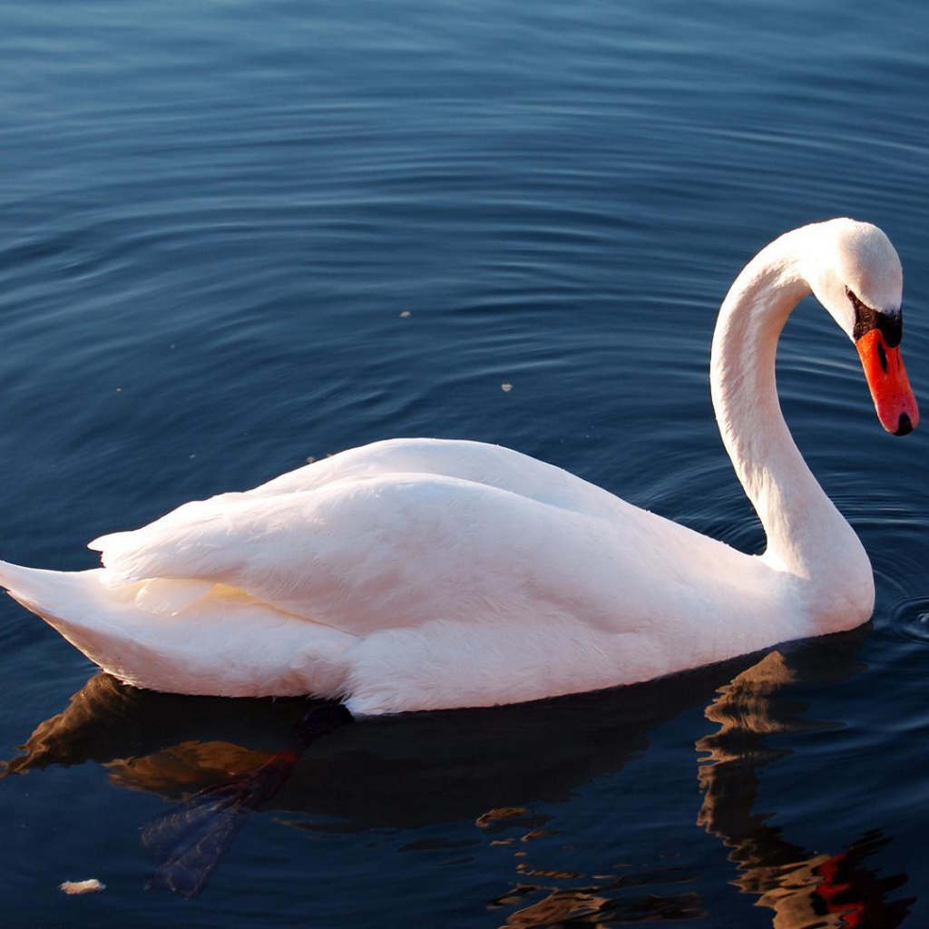 Белый лебедь на озере