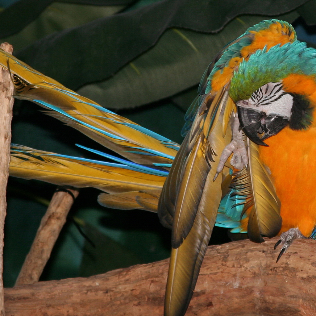 Желто синий попугай