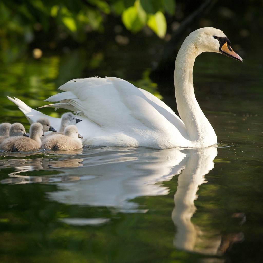 Лебедь со своими детями
