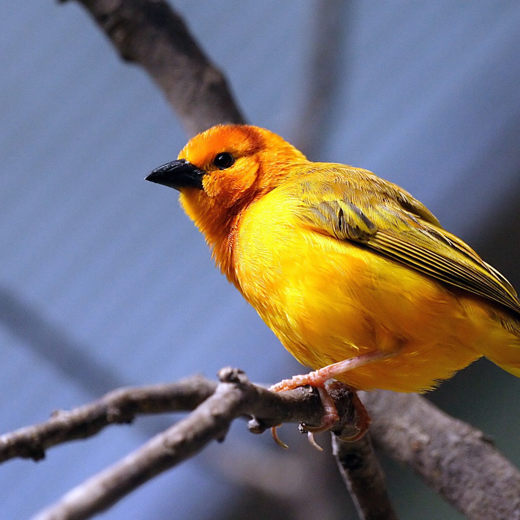 Желтая птица на ветке