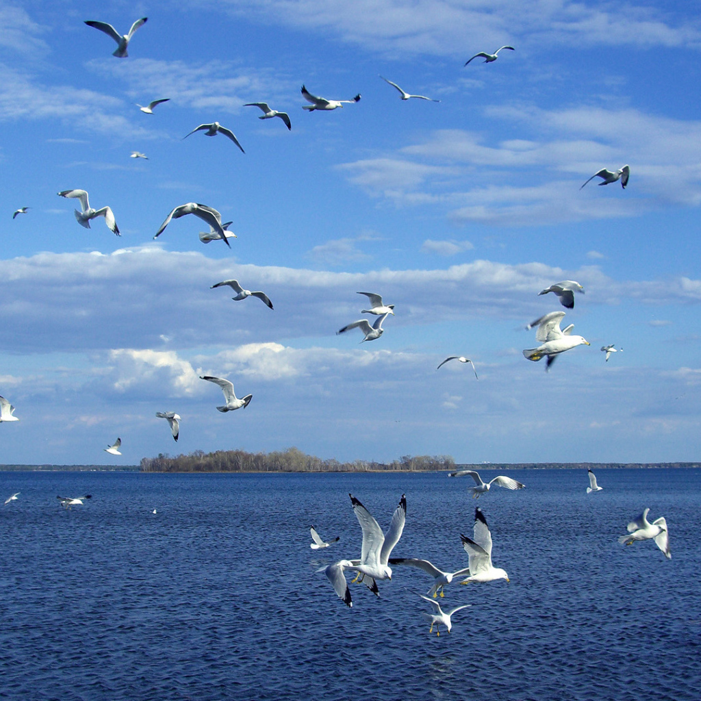 Стая чаек над морем