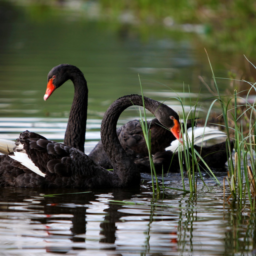Черные лебеди на озере