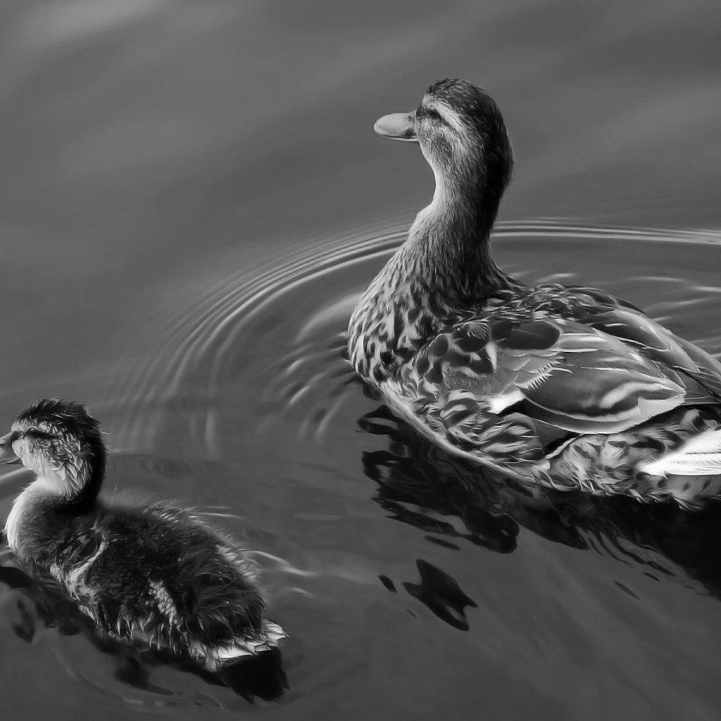 Утка с утенком