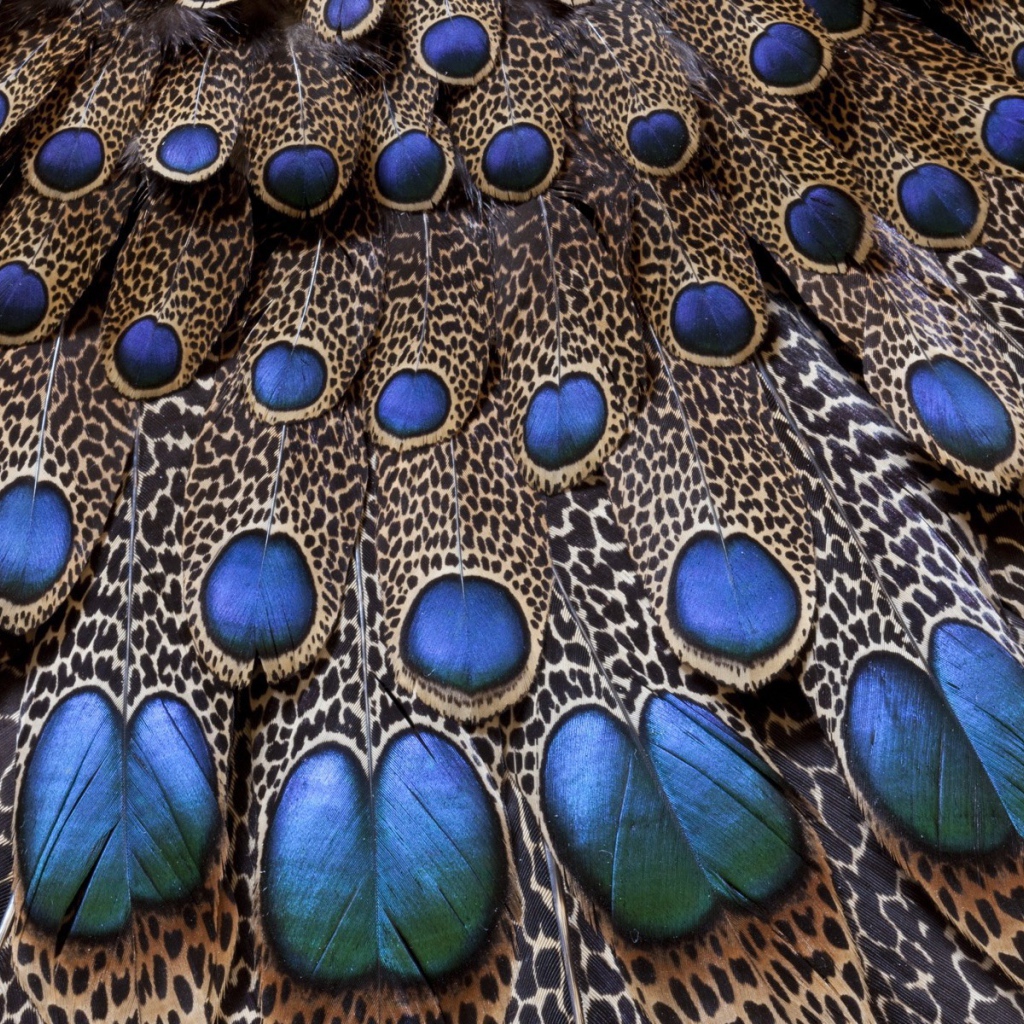 Хвост павлина