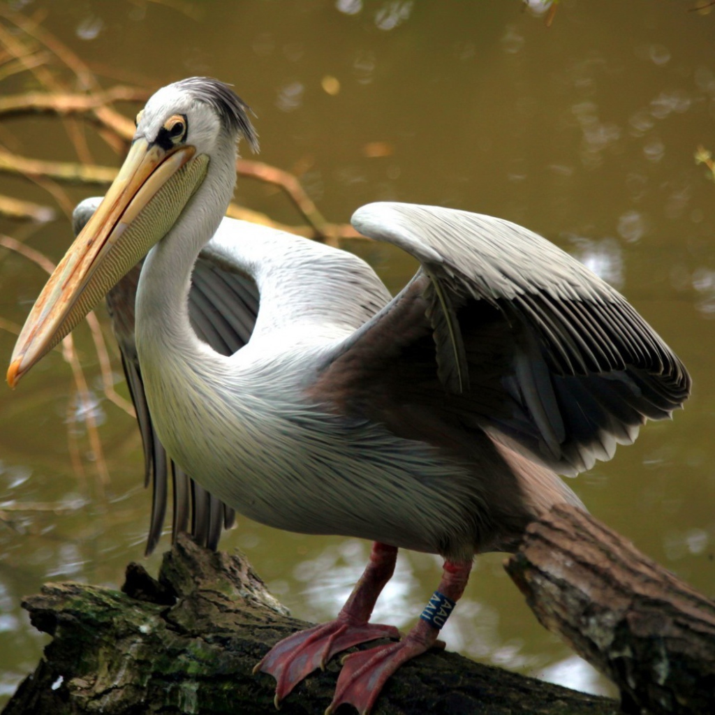 Пеликан на бревне