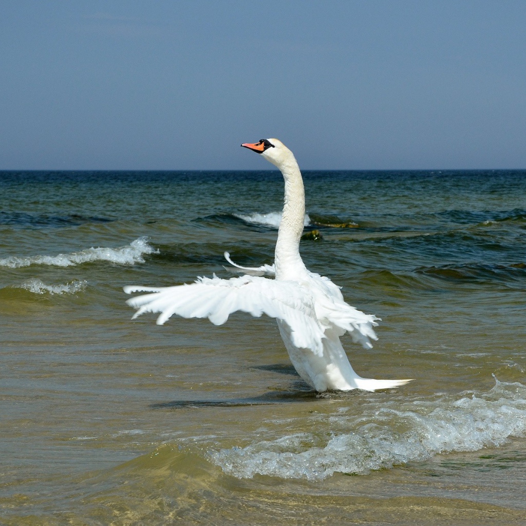 Лебедь на море
