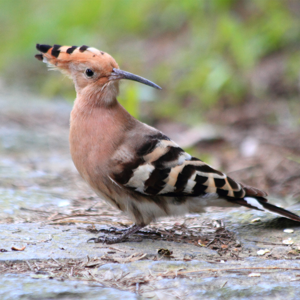 Птица с хохолком