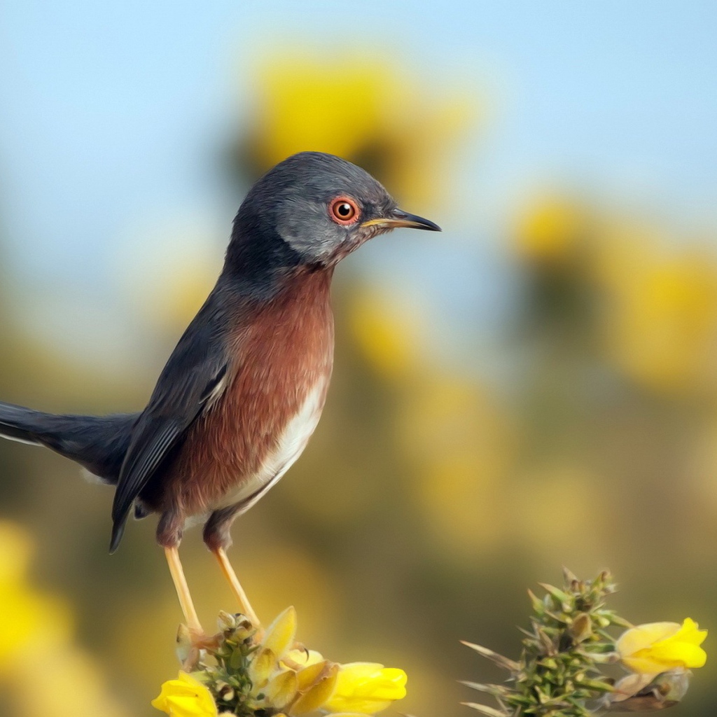 Маленькая птичка на цветке