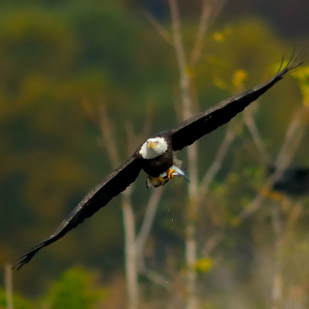 Белоголовый орел