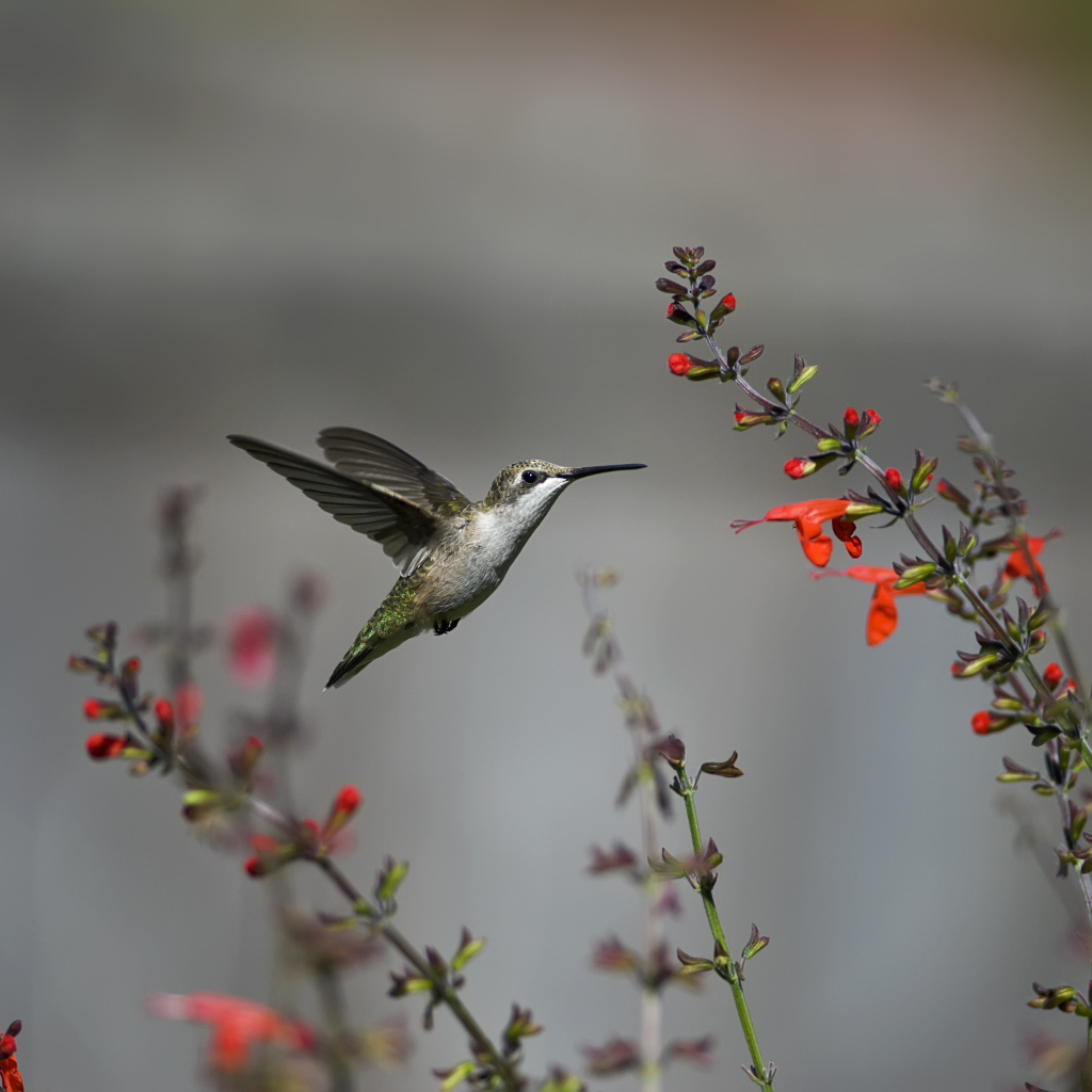 Птица колибри у цветка