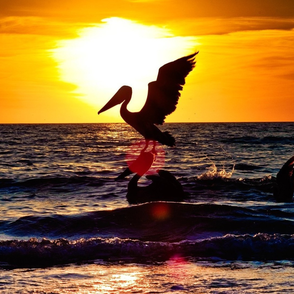 Бакланы на фоне заката